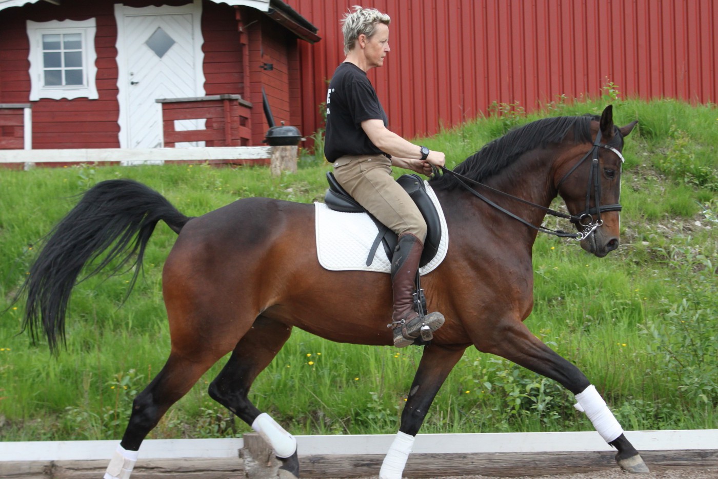 Utbildning och tillridning av hästar