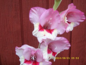 gladiolus 002