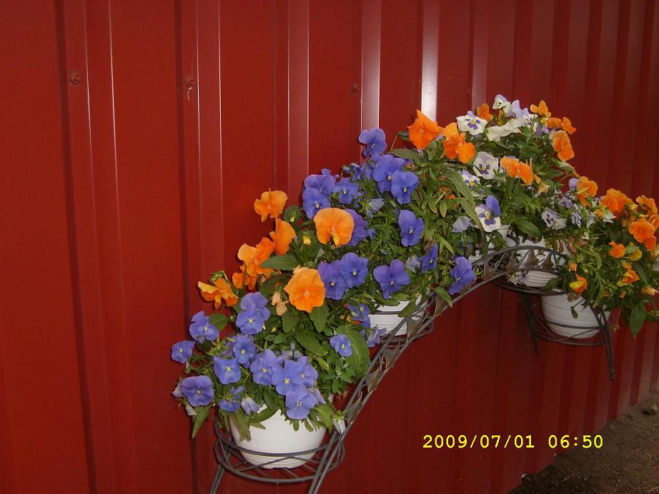 blommorlptopbirk 004